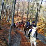 rajd terenowy - w lesie