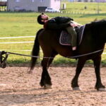 elementy fipoterapii